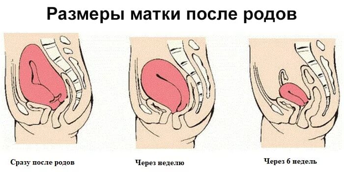 Матка после родов Размеры. Размеры матки в послеродовом периоде