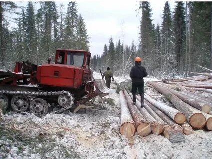 Заготовка леса процесс сложный