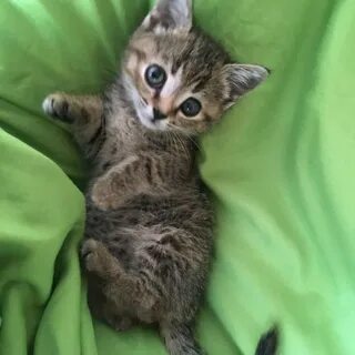 Самая дешевая кошка
