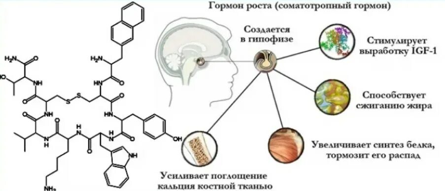 Гормон соматотропин регулирует. Строение соматотропный гормон (СТГ). Соматотропный гормон Синтез схема. Соматропин гормон функции. Гормон роста химическая структура.