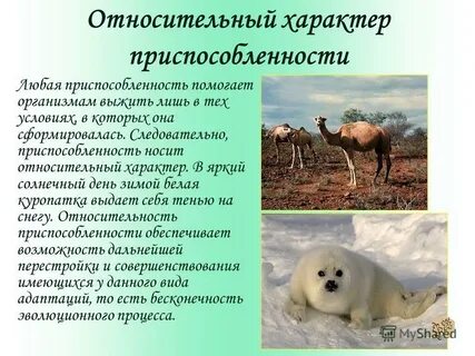 Животные и растения и их приспособленности