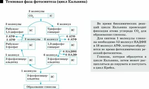 Исходные продукты фотосинтеза