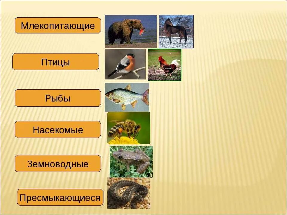 Назвать млекопитающих животных
