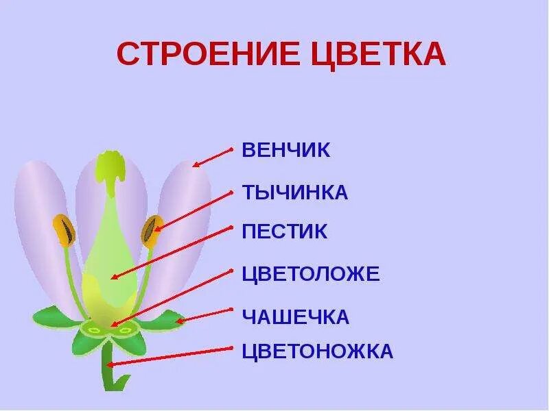 Функция венчика у цветка. Строение цветка венчик. Строение чашечки цветка. Строение цветка пестик и тычинка.