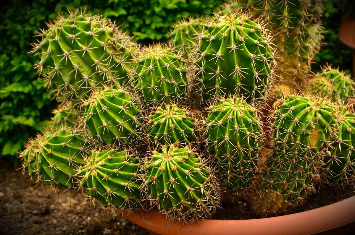Цветет кактус примета. Кактусы комнатные цветущие. Кактус эхинопсис. Как заставить цвести кактус. Эхинопсис мамиллоза.