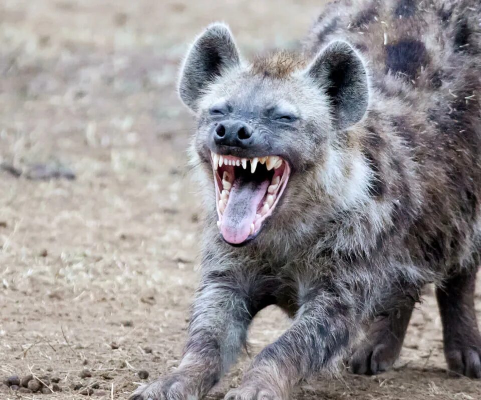 Animal bite