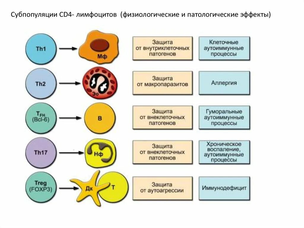 Основные субпопуляции т лимфоцитов. Схемасубпопуляций т лифоцитов. функции субпопуляции т-лимфоцитов. субпопуляции т лимфоцитов таблица. основные субпопуляции лимфоцитов.