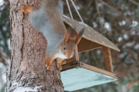 Чем кормить белок зимой в кормушке