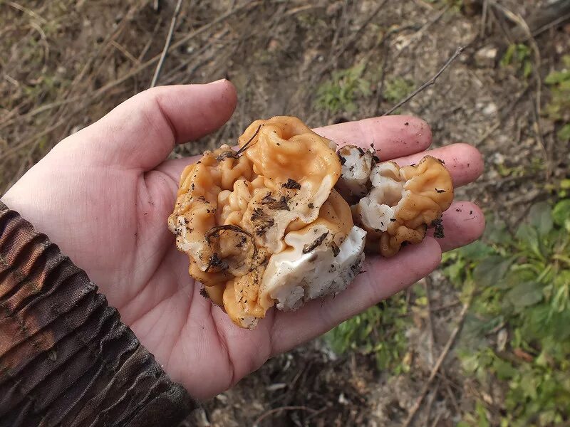 Первые грибы весной название. Весенние грибы в Подмосковье съедобные. Ранние грибы Подмосковья съедобные. Весенние грибы Подмосковья. Ранние весенние грибы.