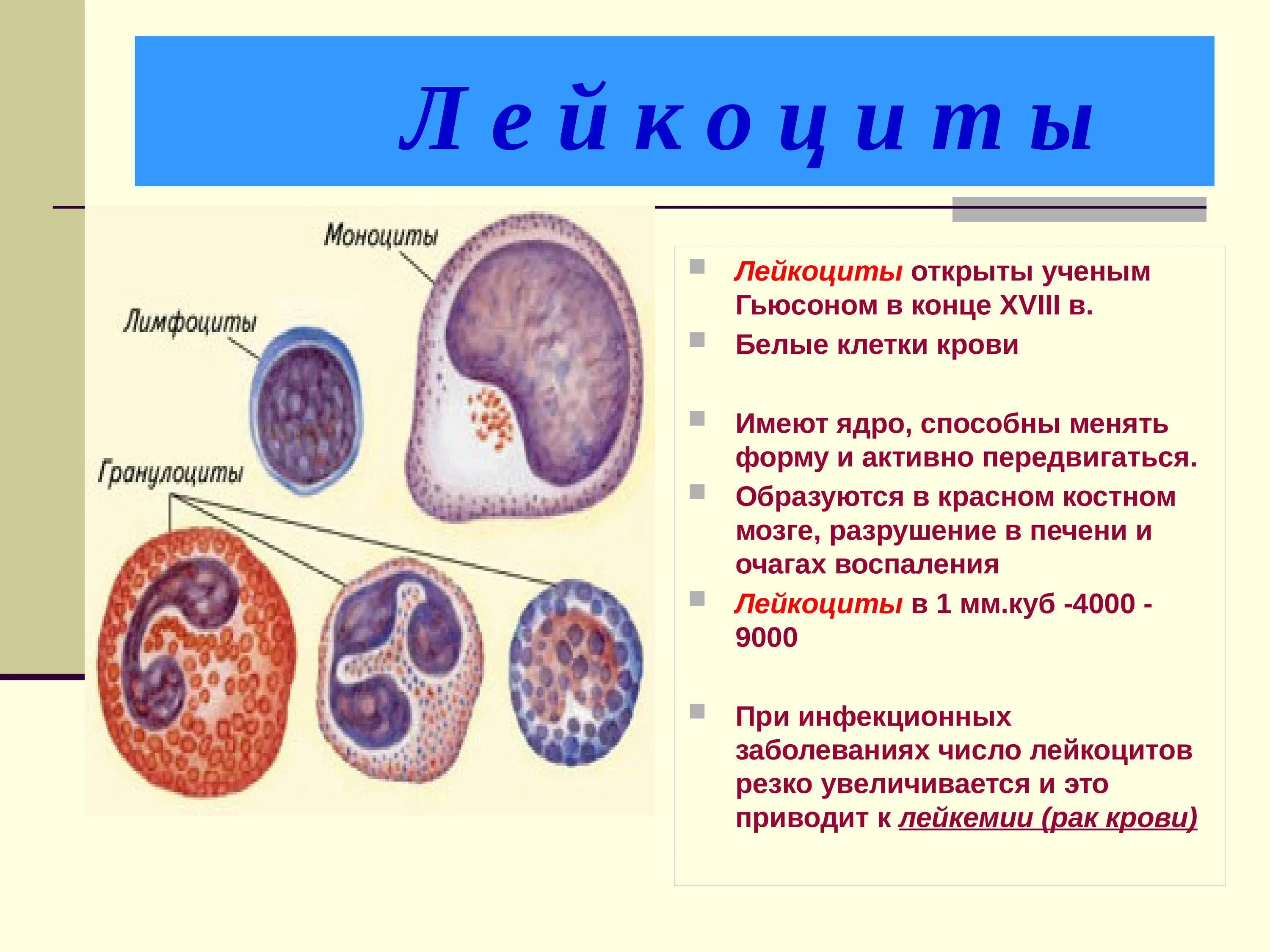 Лейкоциты строение клетки. Лейкоциты состав и строение. Лейкоциты форма и строение. Строение лейкоцита человека рисунок. Величина лейкоцитов человека