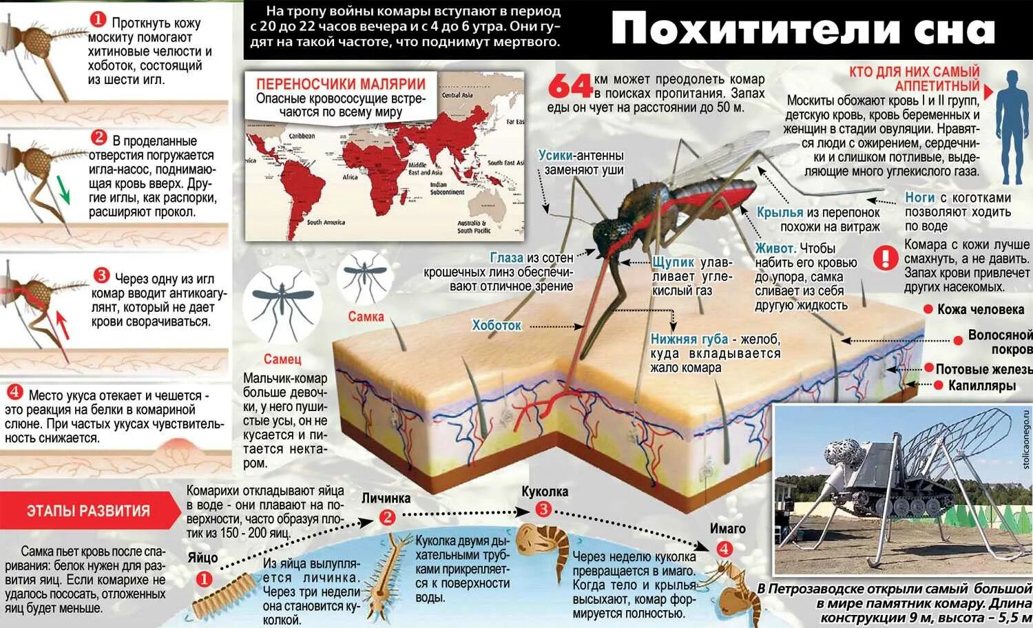 Гибнет что делать. Комары переносчики болезней. Какие заболевания переносят комары. Комары переносят заболевания. Заболевания переносимые комарами.