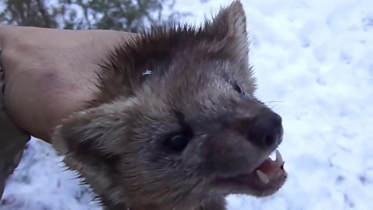 Соболь ролики. Кавказская слава 2009. Соболь белый. Любовь соболь фбк. Соболь в.