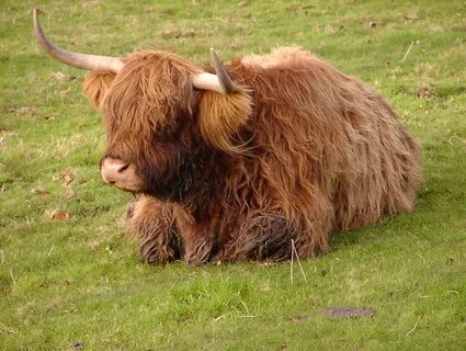 Coo