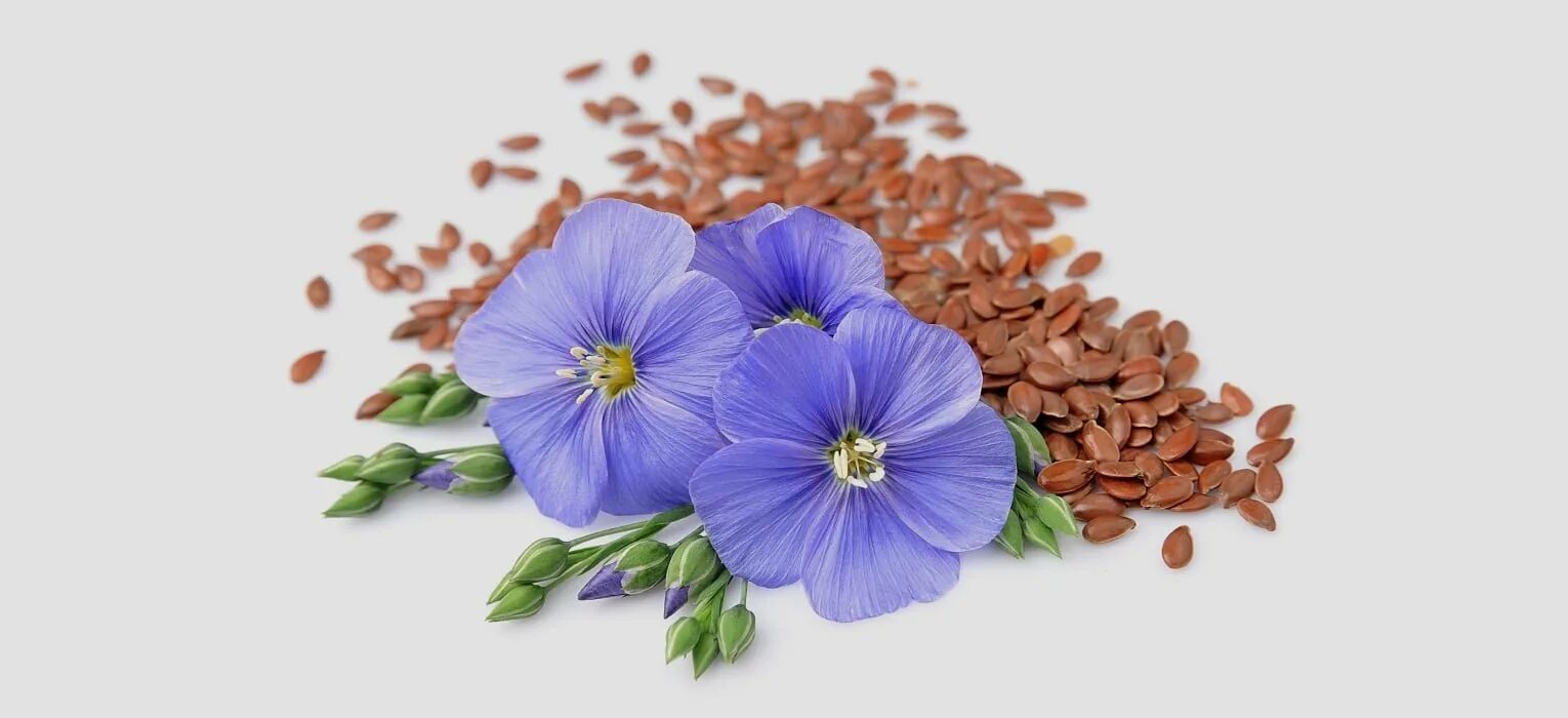 цветок льна на белом фоне. лен цветок. цветок льна на белом фоне. лен цветок. лен цветок.