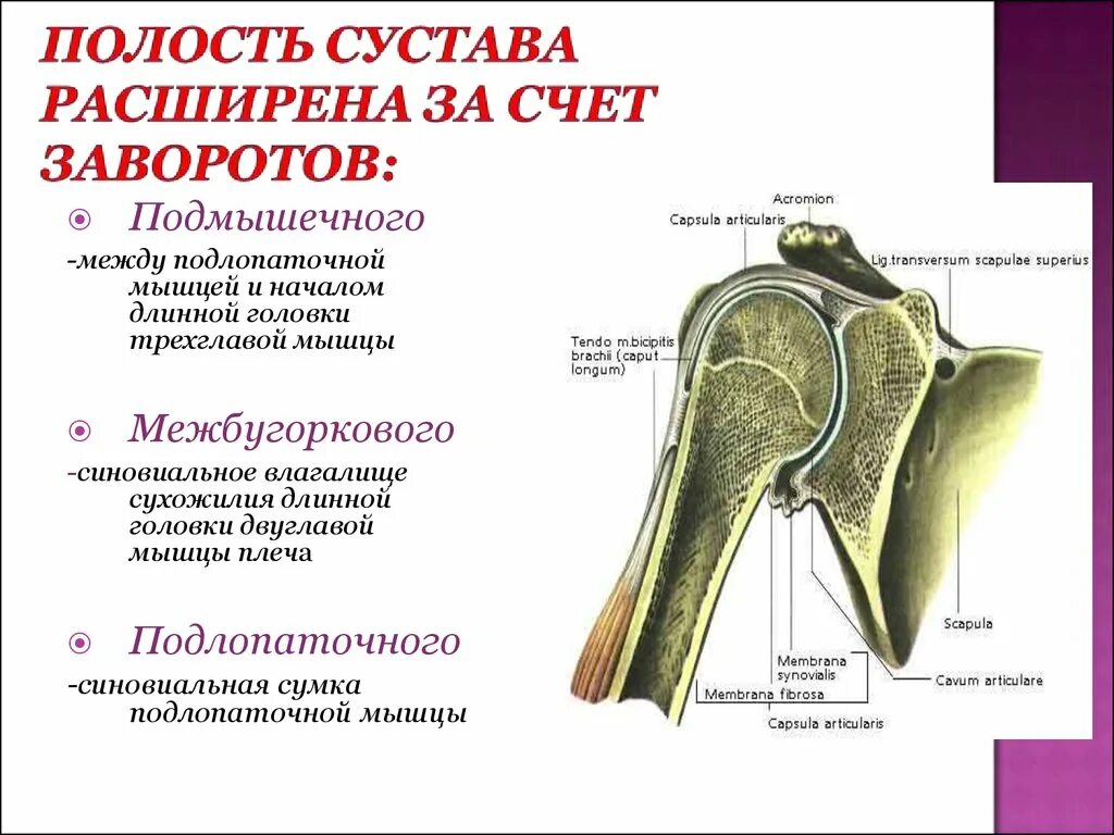 Завороты плечевого сустава анатомия. Нижний заворот синовиальной оболочки плечевого сустава. Синовиальные завороты плечевого сустава. Сумки плечевого сустава анатомия.