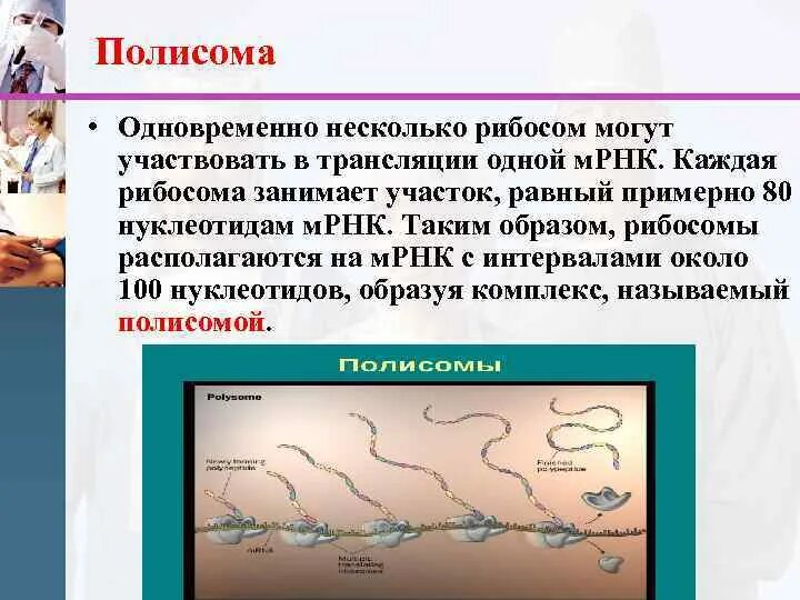 В трансляции принимает участие. Полисома. Полисома РНК. Строение полисомы. Функция полисом.