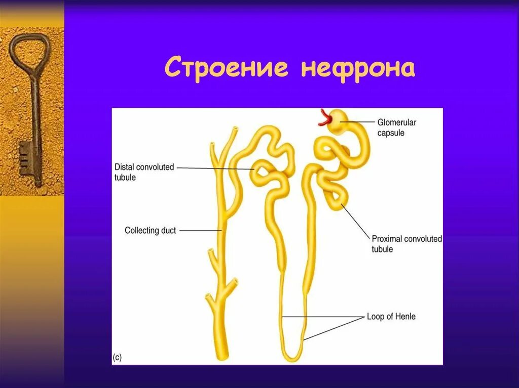 Строение нефрона 8 класс биология. Строение нефрона почки. Анатомические образования нефрона. Почка нефрон 8кл. Строение нефрона почки животного.