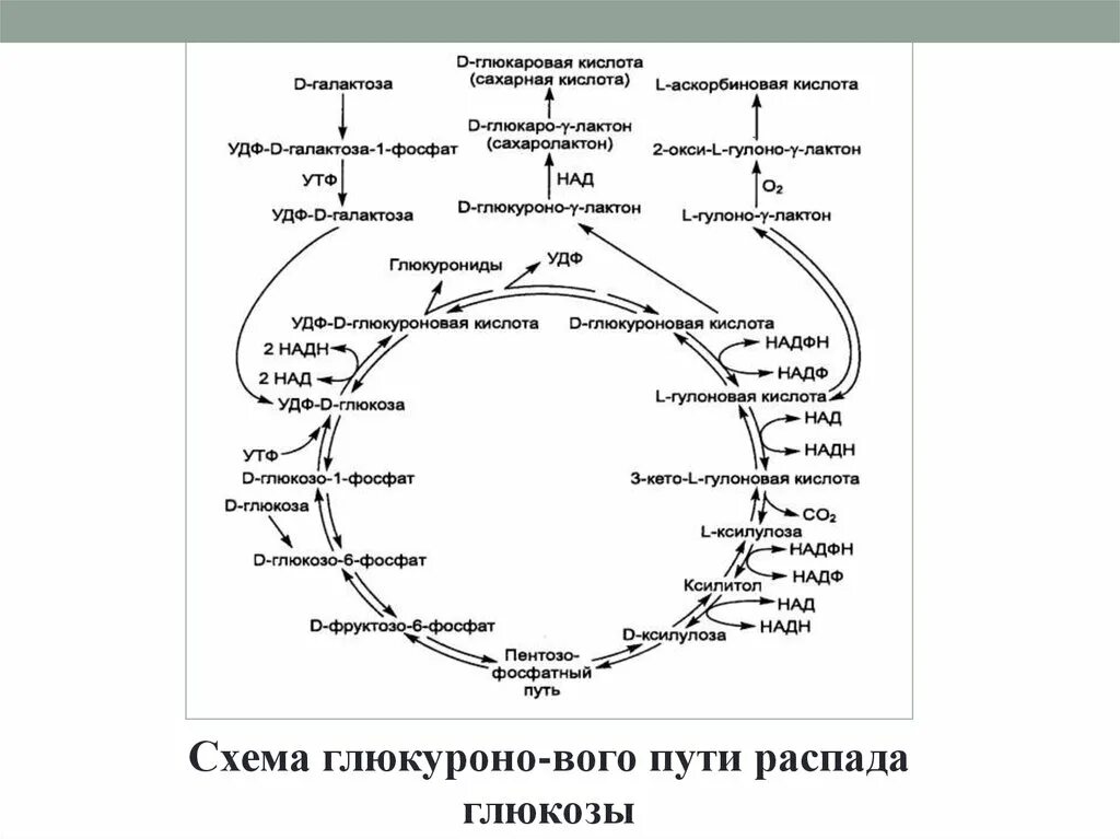 Пути распада. Глюкуроновый путь. Путь глюкуроновой кислоты. Глюкуроновый путь обмена Глюкозы. Глюкуроновый путь распада Глюкозы.