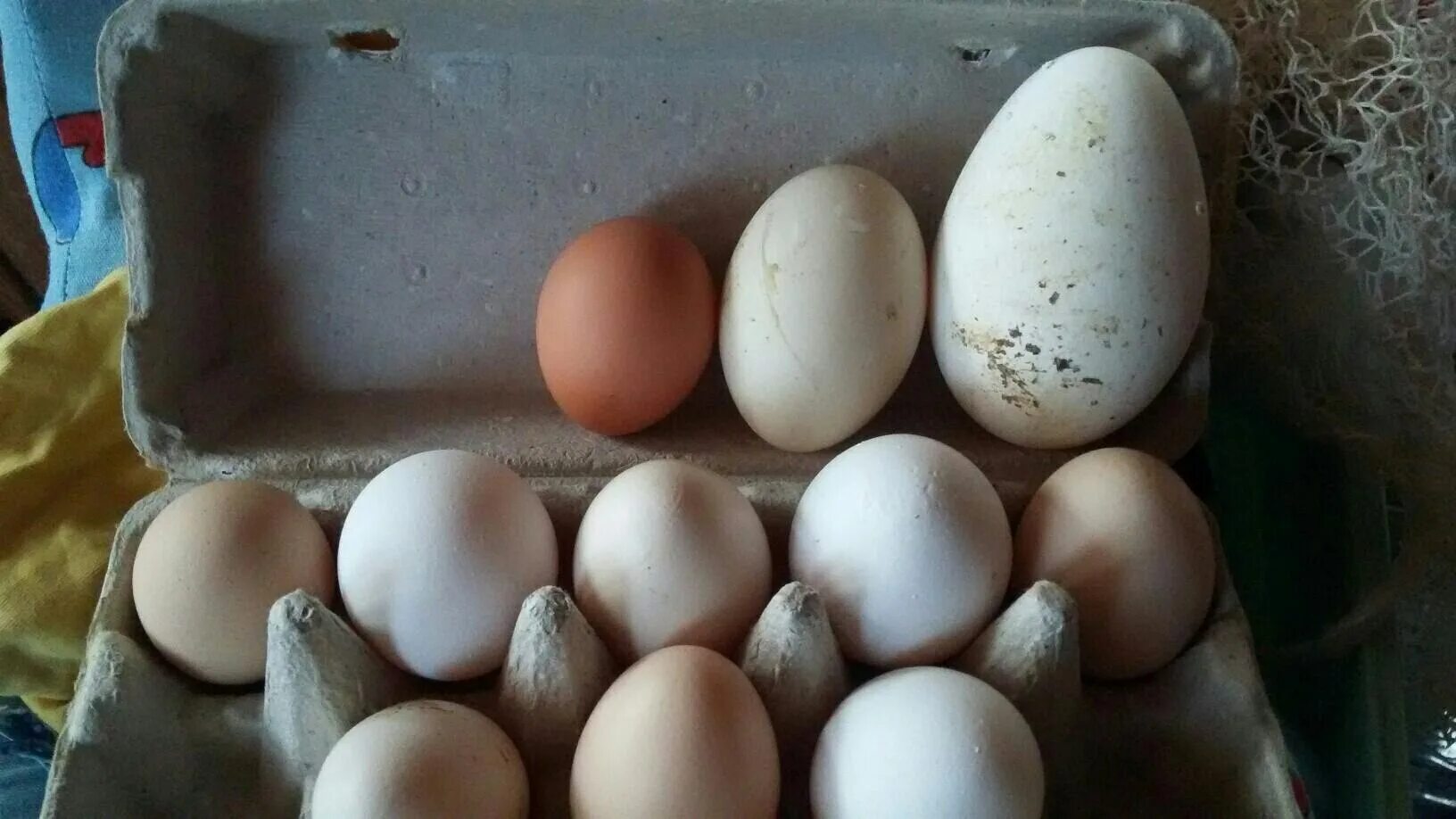 6 грамм яиц. Яйца куриные гусиные Утиные. Инкубационные яйца пекинской утки. Утиные и гусиные яйца. Гусиное и куриное яйцо.
