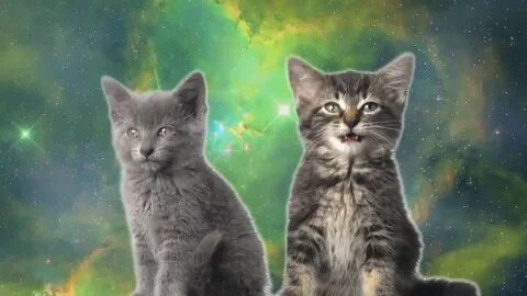 Песня 1 котенок