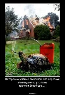 Выходит черепашка
