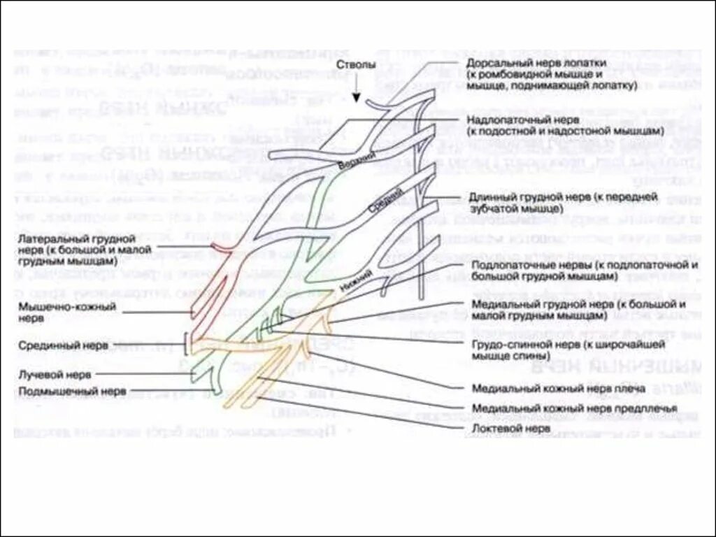 Протокол УЗИ периферических нервов. УЗИ плечевого сплетения нормы. Плечевое сплетение УЗИ картина. УЗИ плечевого сплетения протокол.