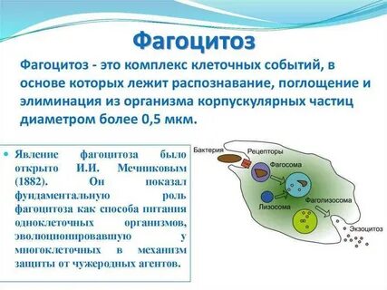 Какие клетки осуществляют