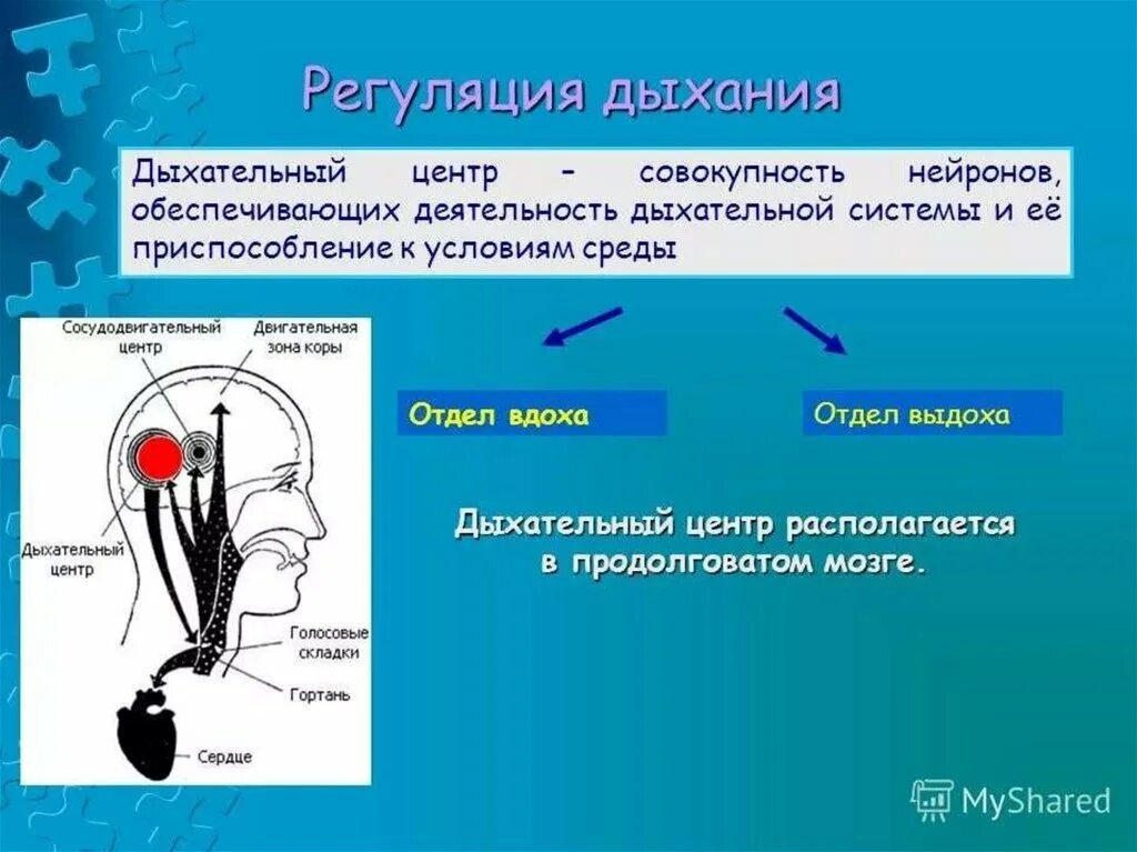 Центр произвольных дыхательных движений. Механизм выдоха регуляция дыхания. Регуляция дыхания дыхательный центр. 8 Класс механизмы вдоха и выдоха. Регуляция дыхания. Схема работы нейронов дыхательного центра.