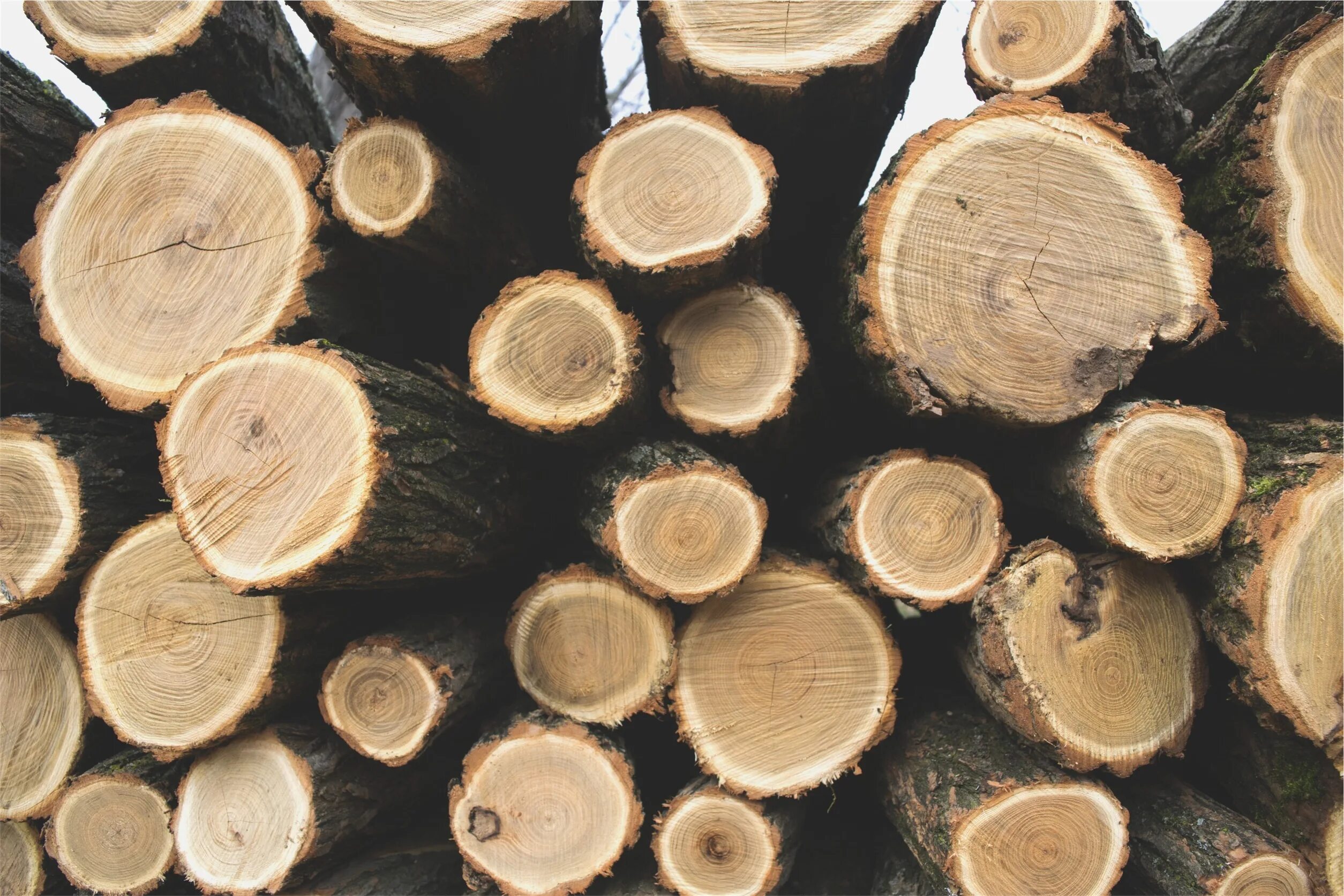 Logs posting. Дерево заготовка. Искусственная древесина. Заготовка древесины. Качественная древесина.