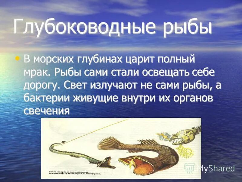 Жизнедеятельность рыб 7 класс. Анатомия глубоководных рыб. Особенности строения глубоководных рыб. Глубоководные рыбы список.