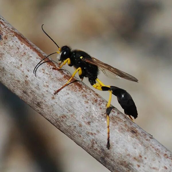 Подобие осы. Подобие осы. Wasp оса. Осы подмосковья. Оса австрийская.
