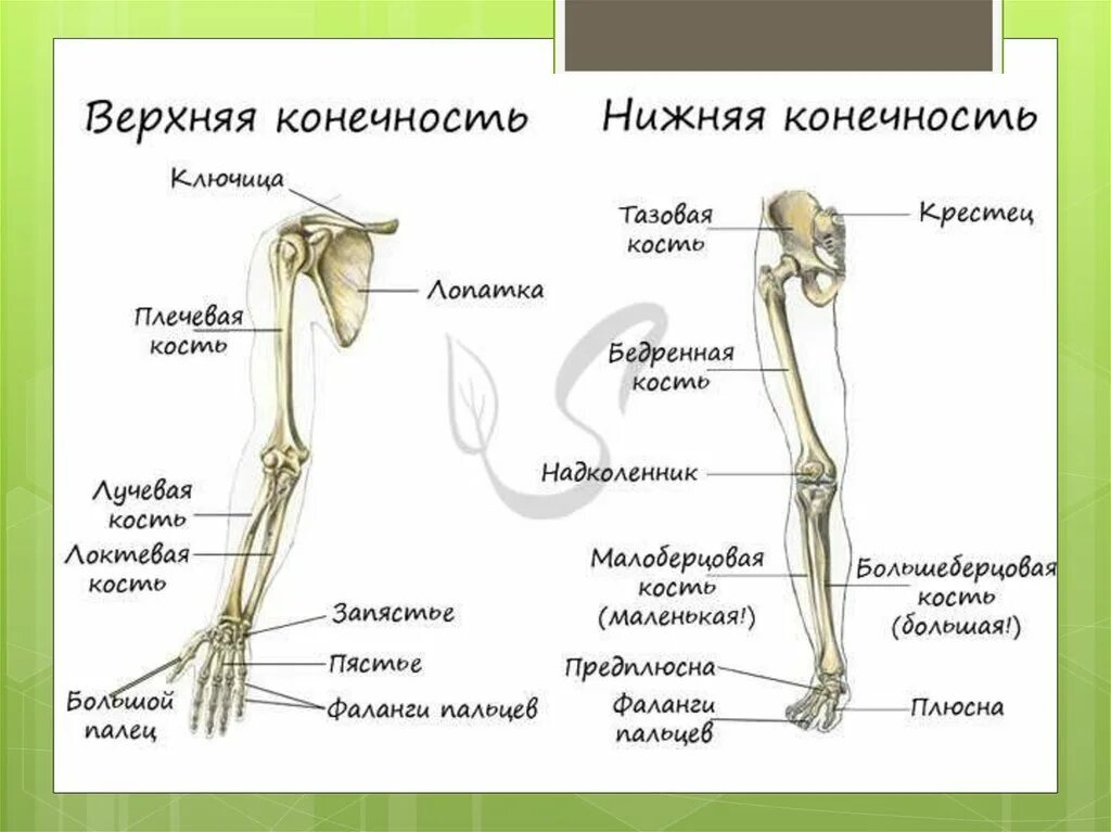 Скелет конечностей состоит из костей. Скелет верхних и нижних конечностей человека. строение верхних и нижних конечностей. скелет верхнейии нижней конечности. верхние и нижние конечности человека.