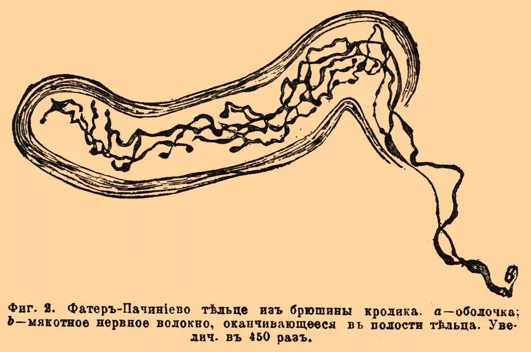 Тельце Мейснера. Фатер Пачиниевы тельца. Фатер пачиниево тельце рисунок. Фатер пачиниево тельце функции. Тельца фатера