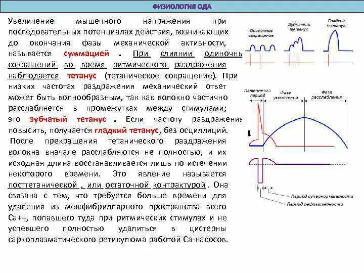 Частота характер изменения. Гладкий тетанус интервал. При суммации сокращений происходит суммация потенциалов действия. Мотонейроны потенциал действия. Снижение повышение частоты