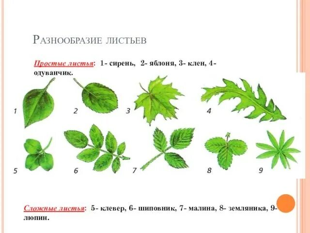 Чем сложен лист отличается от простого. Простые и сложные листья. растения с простыми листьями. строение сложных листьев. строение сложного листа.