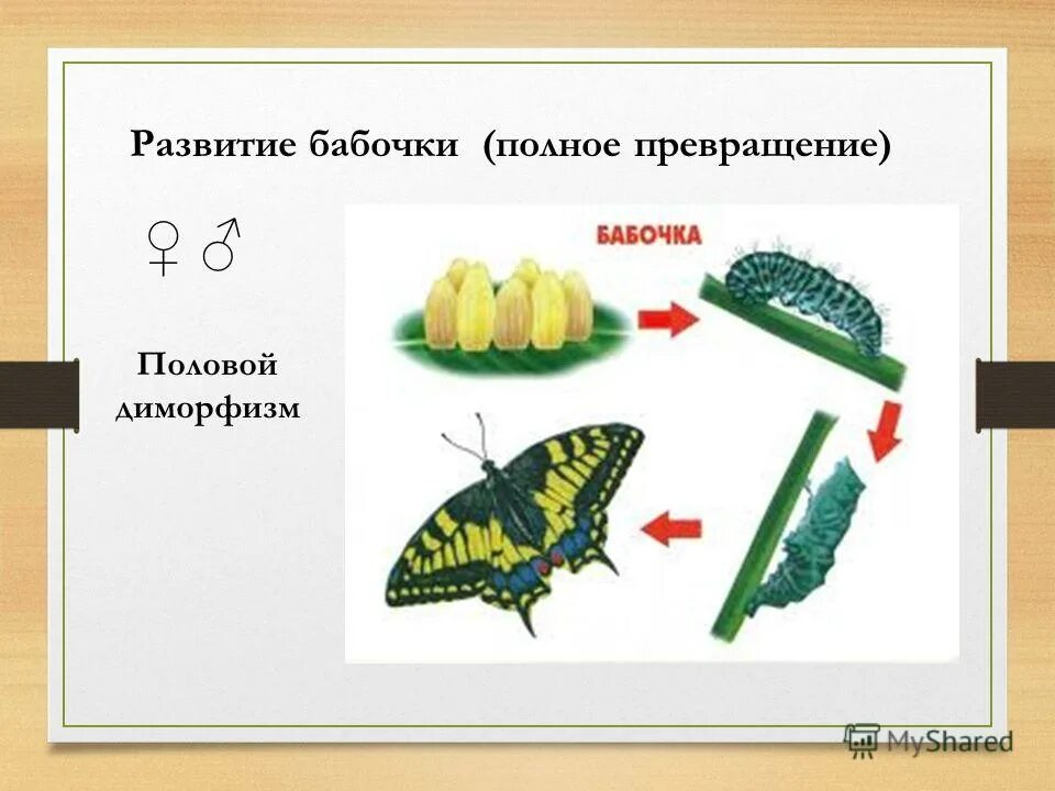 Развитие бабочки схема. Развитие бабочки с полным превращением. Стадии развития с полным превращением у бабочек. Полное превращение бабочки. Этапы развития бабочки в картинках.