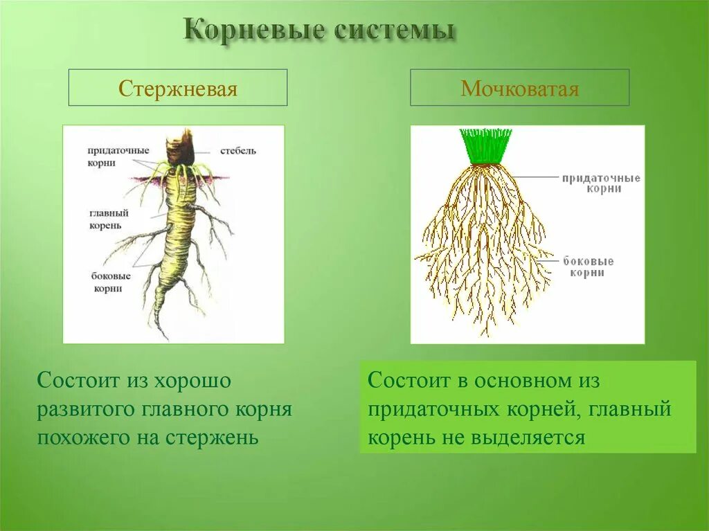 Стержневая корневая система состоит из. Стержневая мочковая система корны. Стержневая и мочковатая корневая система. Растения с стержневыми и мочковатыми корнями. Мочковатая корневая система состоит из.