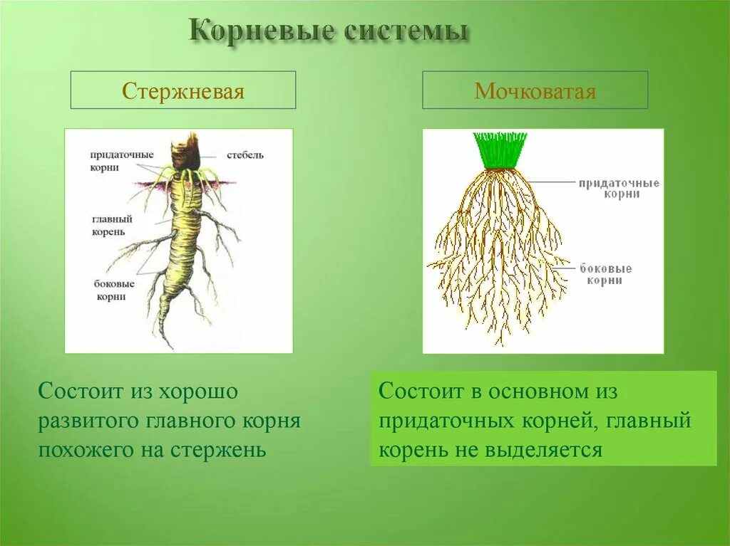 Стержневая корневая система состоит из