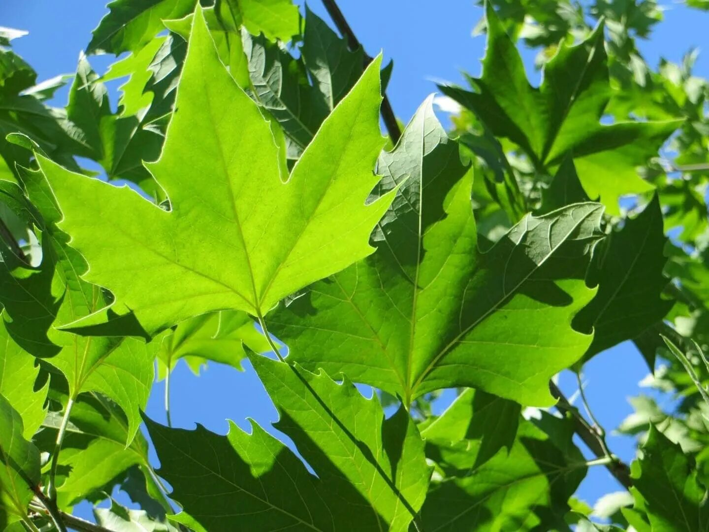 Plane tree