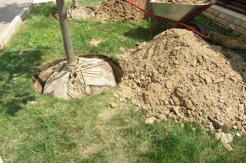 Можно ли сажать в песок. Посадка деревьев в яму. Посадка деревьев в грунт. Посадочная яма для дерева. Выкопать дерево.