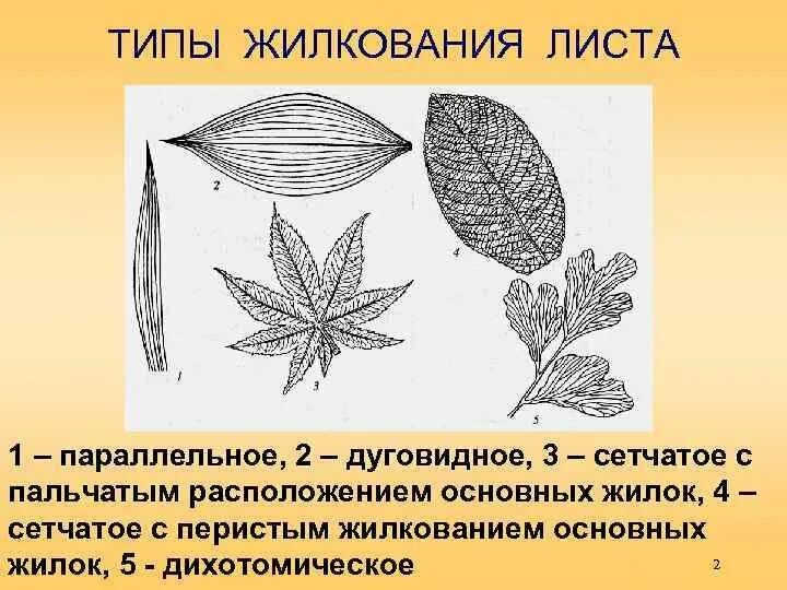 Перисто сетчатый лист. Жилкование листа у лапчатки гусиной. сетчатое жилкование листовой пластинки у. пальчатое жилкование листа рисунок. типы жилкования листа.