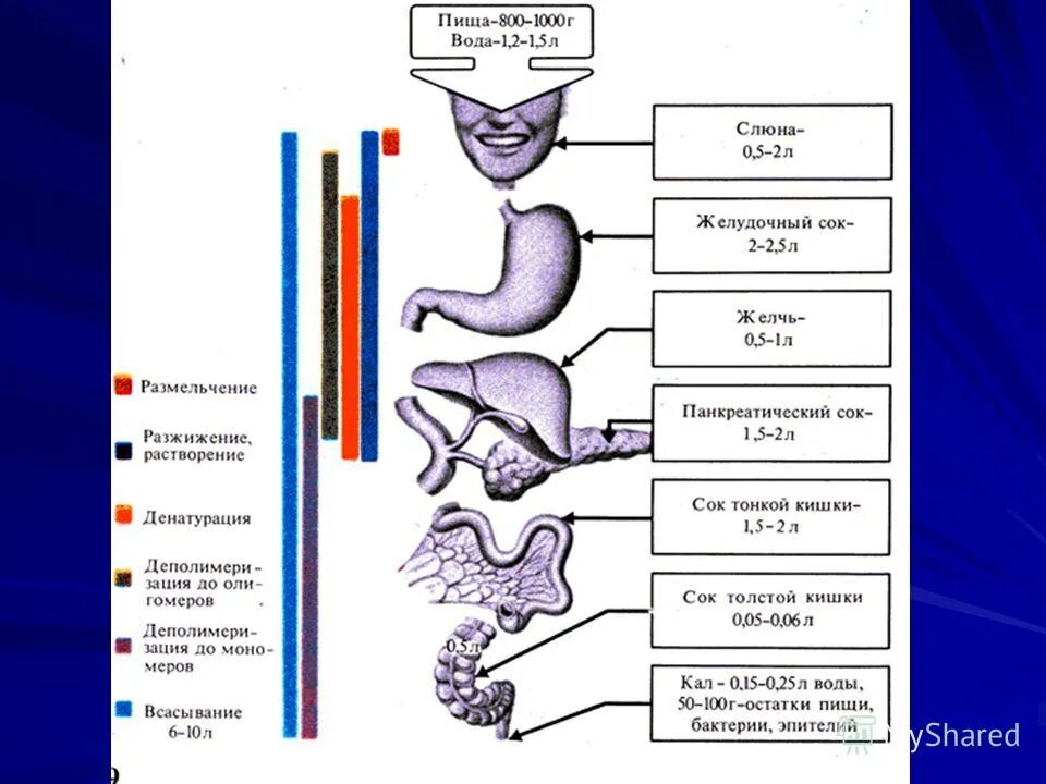 Строение слюнных желез биология 8 класс. Пищеварительный сок слюнных желез состав. Охарактеризуйте процесс пищеварения в ротовой полости кратко. Формирование пищевого комка. С помощью слюны пища.