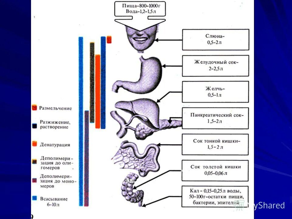 Схема пищеварения с ферментами. Пищеварительный сок желчи. Слюна панкреатический сок желудочный сок.