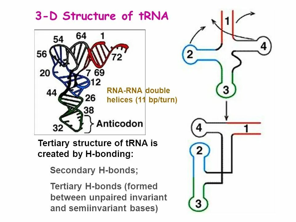 TRNA structure. RNA tertiary structure. Secondary structure of RNA. Tertiary structure of DNA.