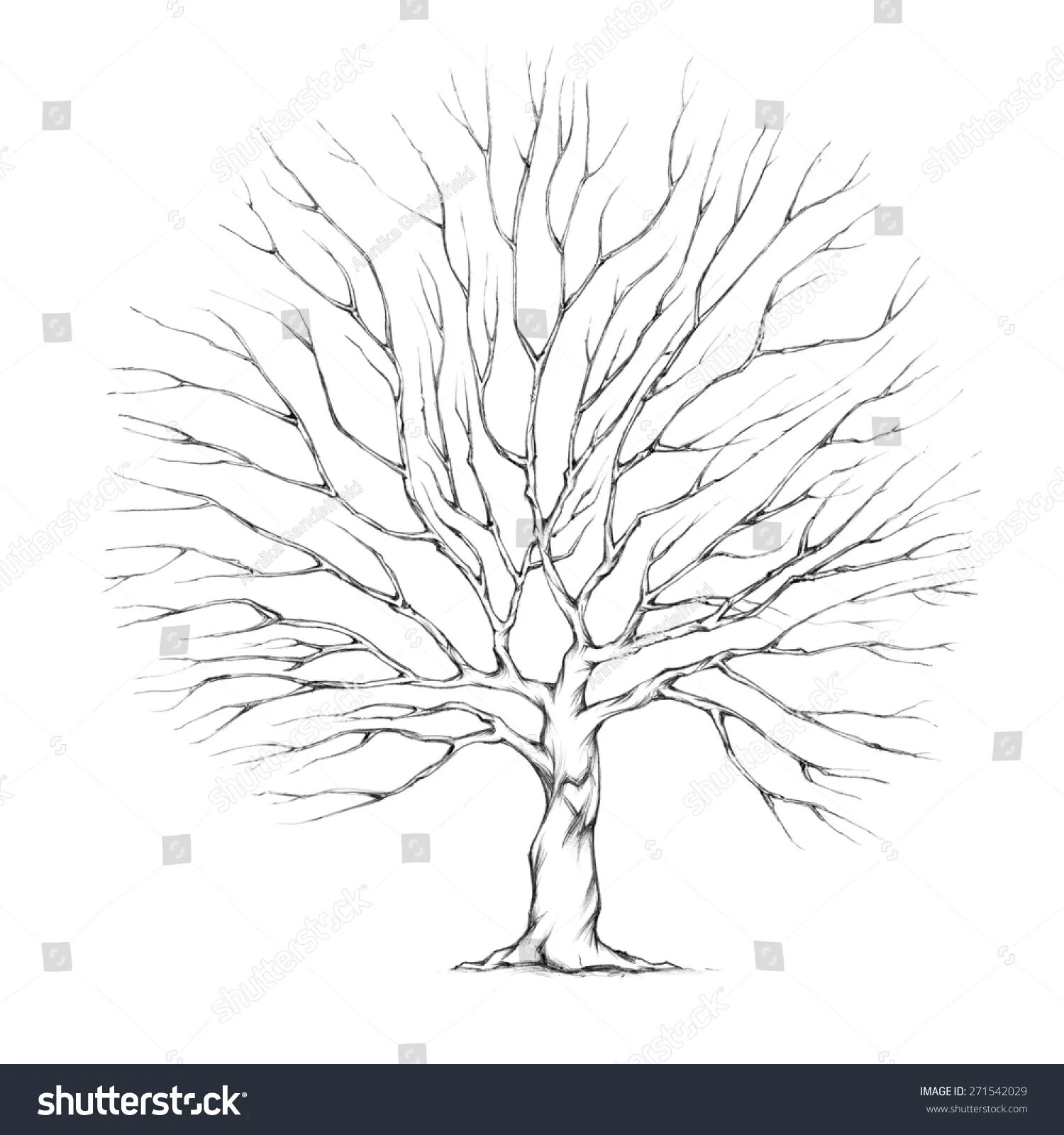 Baum und