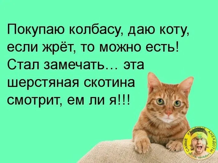 дайте колбасы. проверял колбасу на коте. дайте колбасы. дай колбаски. кот с яблоками смешное.
