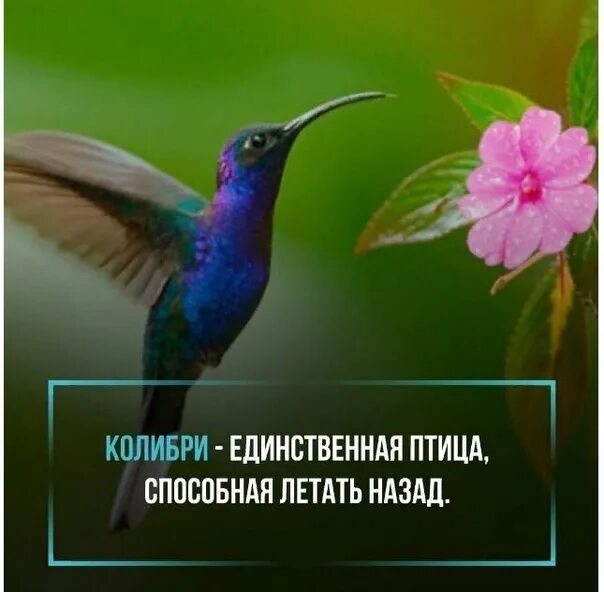 Птицы которые не умеют летать. Птицы не умеющие летать. Птицы которые не умеют летать список для детей. Птица не умеет летать песня. Птица не умеет летать песня.