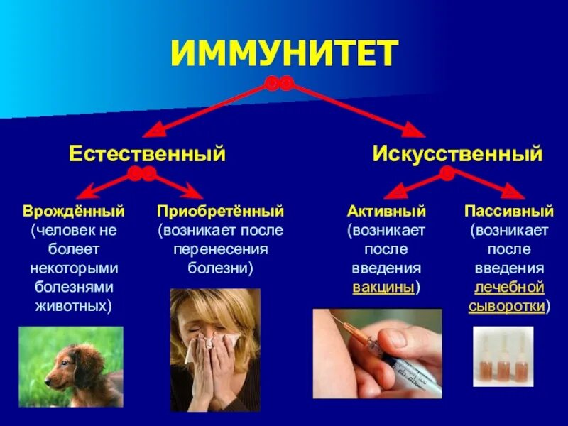 Естественный врожденный пассивный иммунитет. Приобретенный искусственный активный иммунитет. Естественный иммунитет и искусственный иммунитет. Искусственный приобретенный иммунитет это. Активный иммунитет вырабатывается после введения