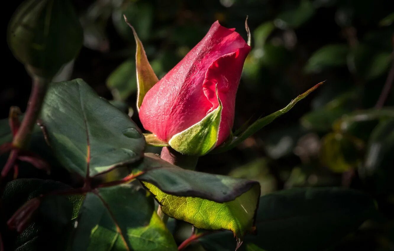 Бутон красной розы. Бутон розовой розы