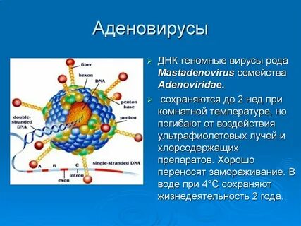 Аденовирус что